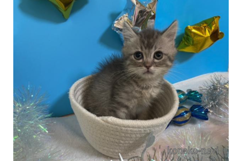 成約済の大阪府のスコティッシュフォールド-68348の2枚目